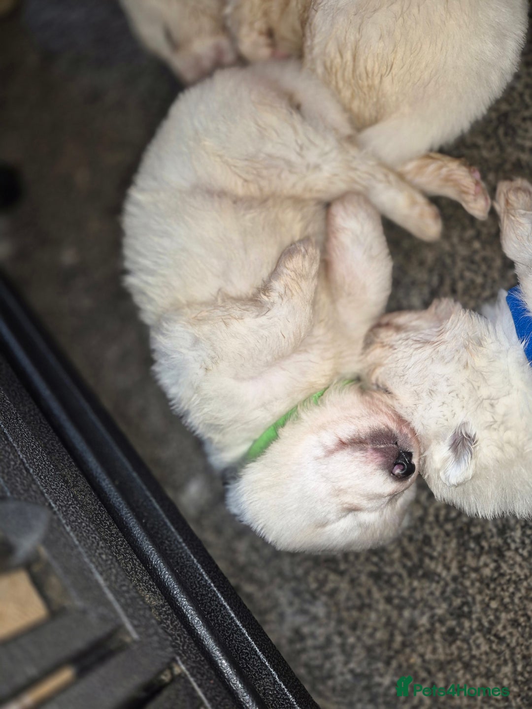 Samoyed dogs for sale: Samoyed puppies - can leave anytime from 23rd  - Advert 14