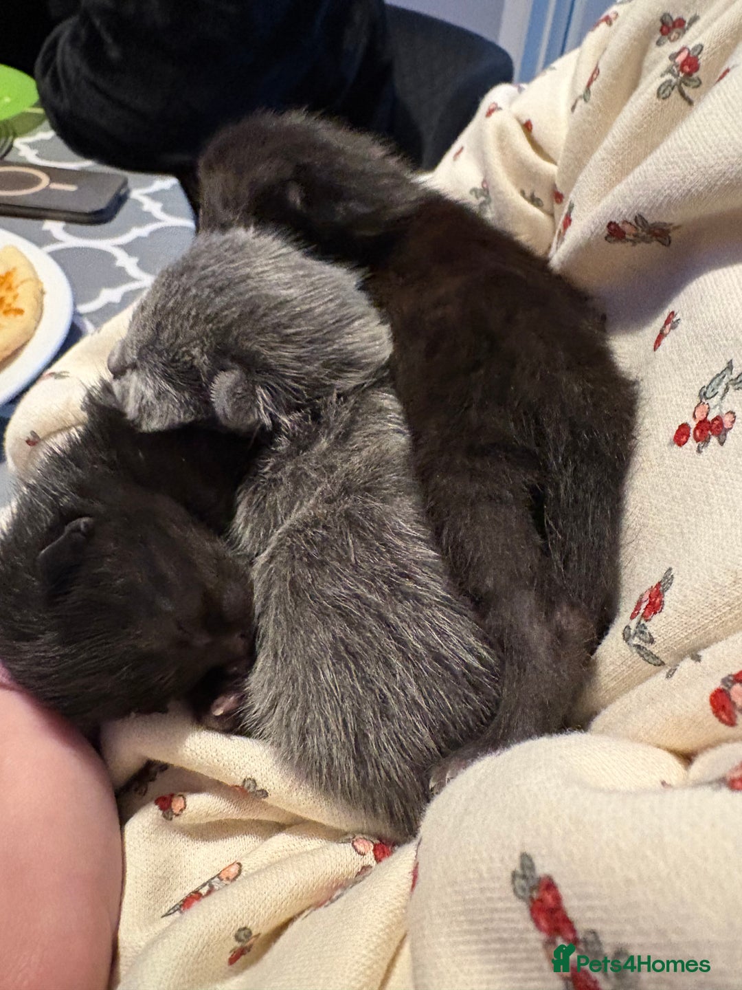 Mixed Breed cats for sale: 3 mixed kittens - Advert 2