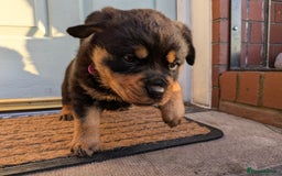 Rottweiler dogs for sale: Exclusive UK Rottweiler Puppy Champion Bloodlines - Image 15
