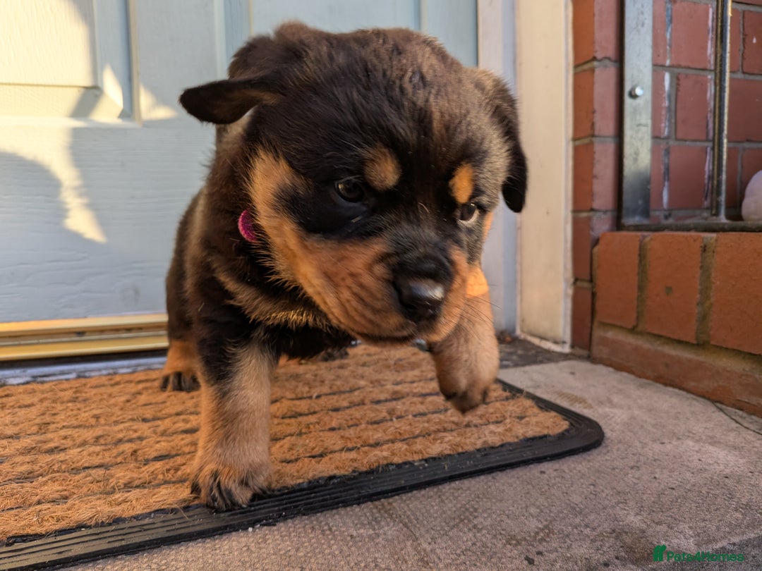 Rottweiler dogs for sale: Exclusive UK Rottweiler Puppy Champion Bloodlines - Image 15