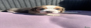 Beagle Puppy 5