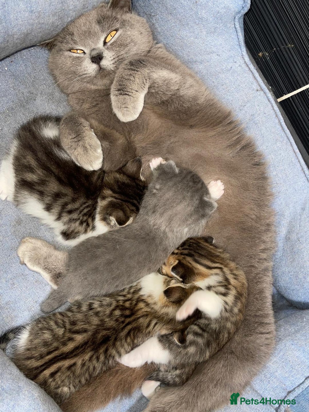 British Shorthair cats for sale: Beautiful BSH Kittens  - Image 3