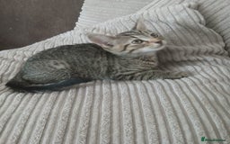 Mixed Breed cats for sale: 3 girls- 9 weeks- ready to go - Image 5
