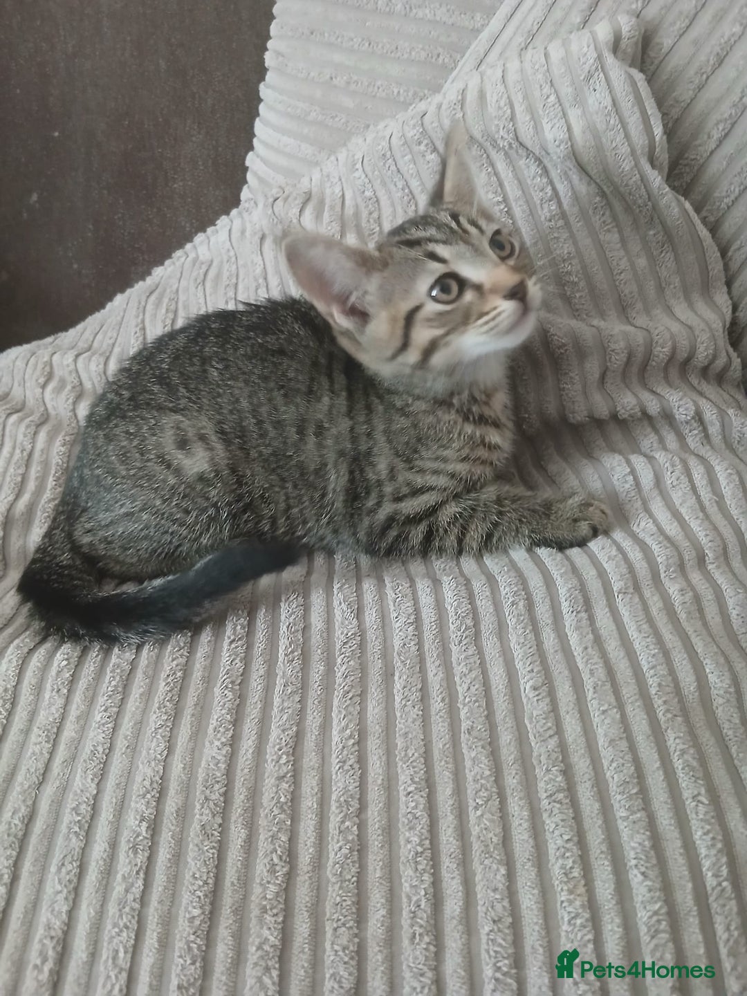 Mixed Breed cats for sale: 3 girls- 9 weeks- ready to go - Image 5
