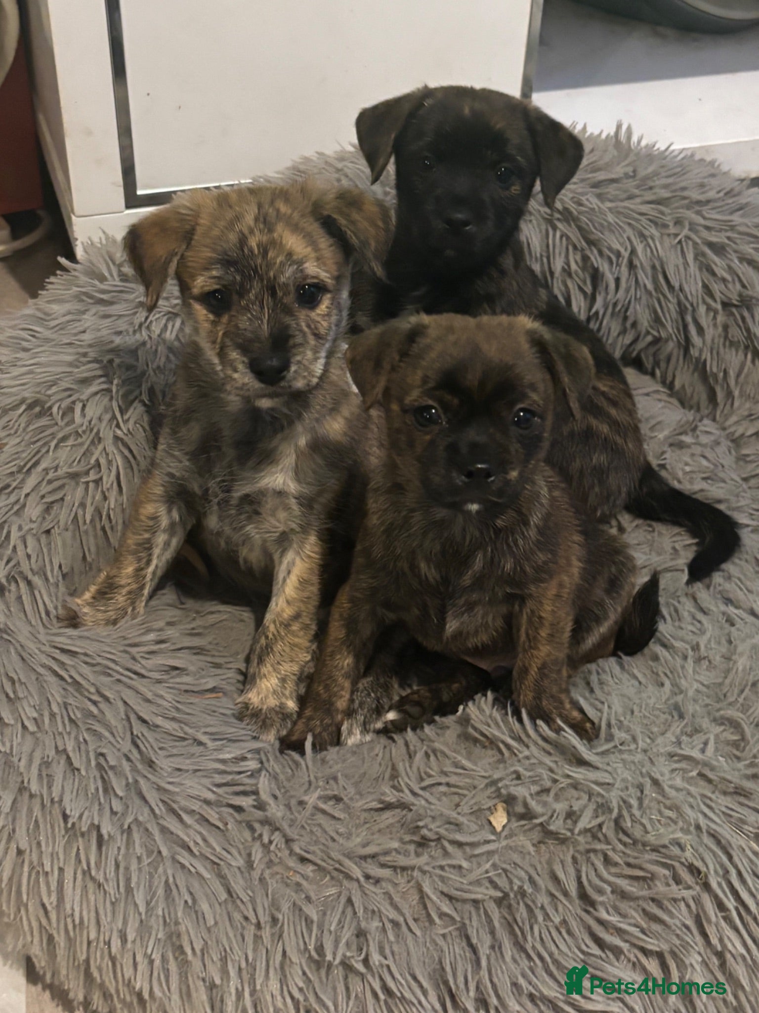 Mixed Breed dogs Gorgeous, sociable, home bred pups  - Advert 1