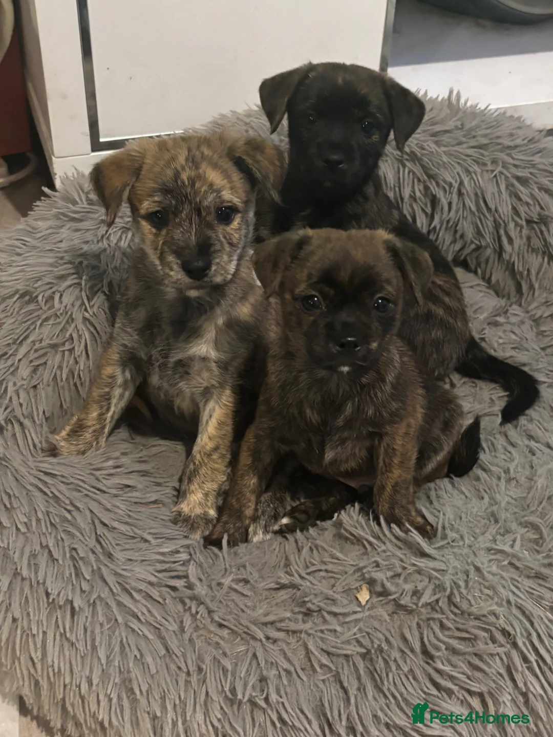 Mixed Breed dogs for sale: Gorgeous, sociable, home bred pups  in Manchester - Advert 1