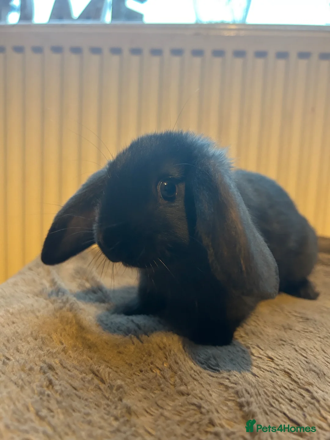 Mixed Breed rabbits for sale: Mixed breed baby bunnies  - Advert 3