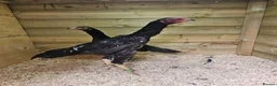 Chickens poultry for sale: O shamos pure japenese and belguims   - Advert 1