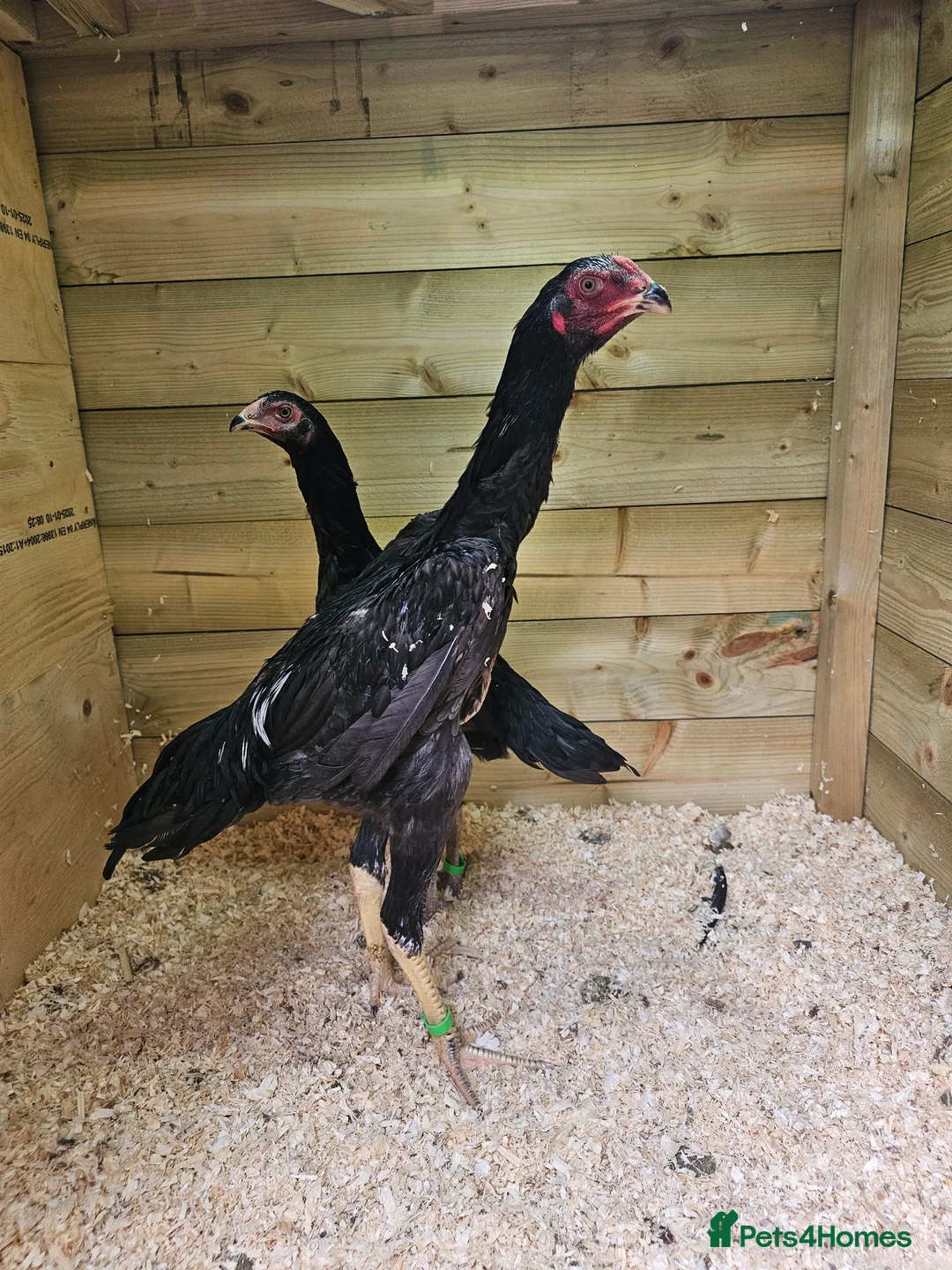 Chickens poultry for sale: O shamos pure japenese and belguims   - Advert 1