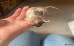 Mouse rodents for sale: 4 MALES LEFT* fancy mice  - Image 4