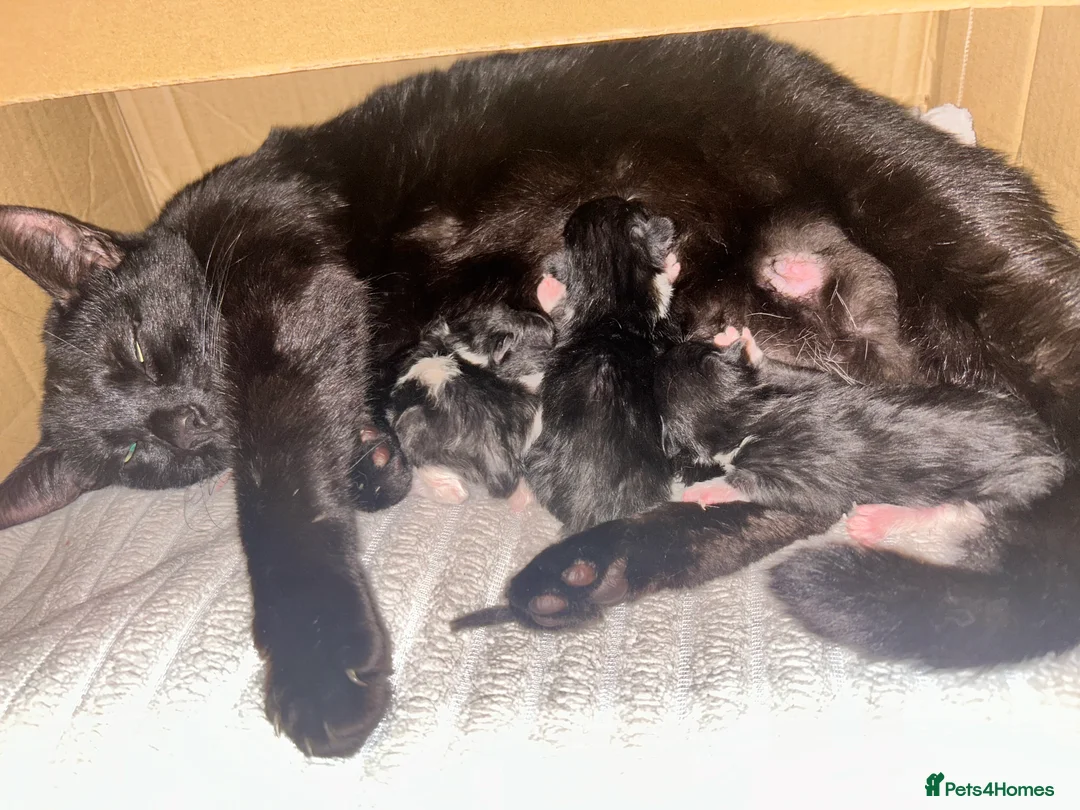 British Shorthair cats for sale: 3 black and white kittens  - Advert 7