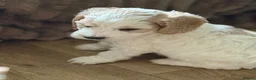 Cockapoo dogs for sale: Litter of 5 beautiful F1 cockapoos  - Advert 8