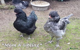 Chickens poultry for sale: Blue & red tailed bearded British Araucana - Image 13