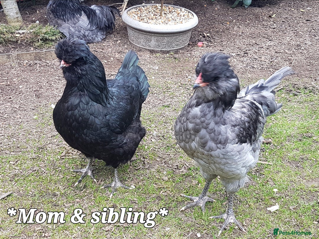 Chickens poultry for sale: Blue & red tailed bearded British Araucana - Image 13