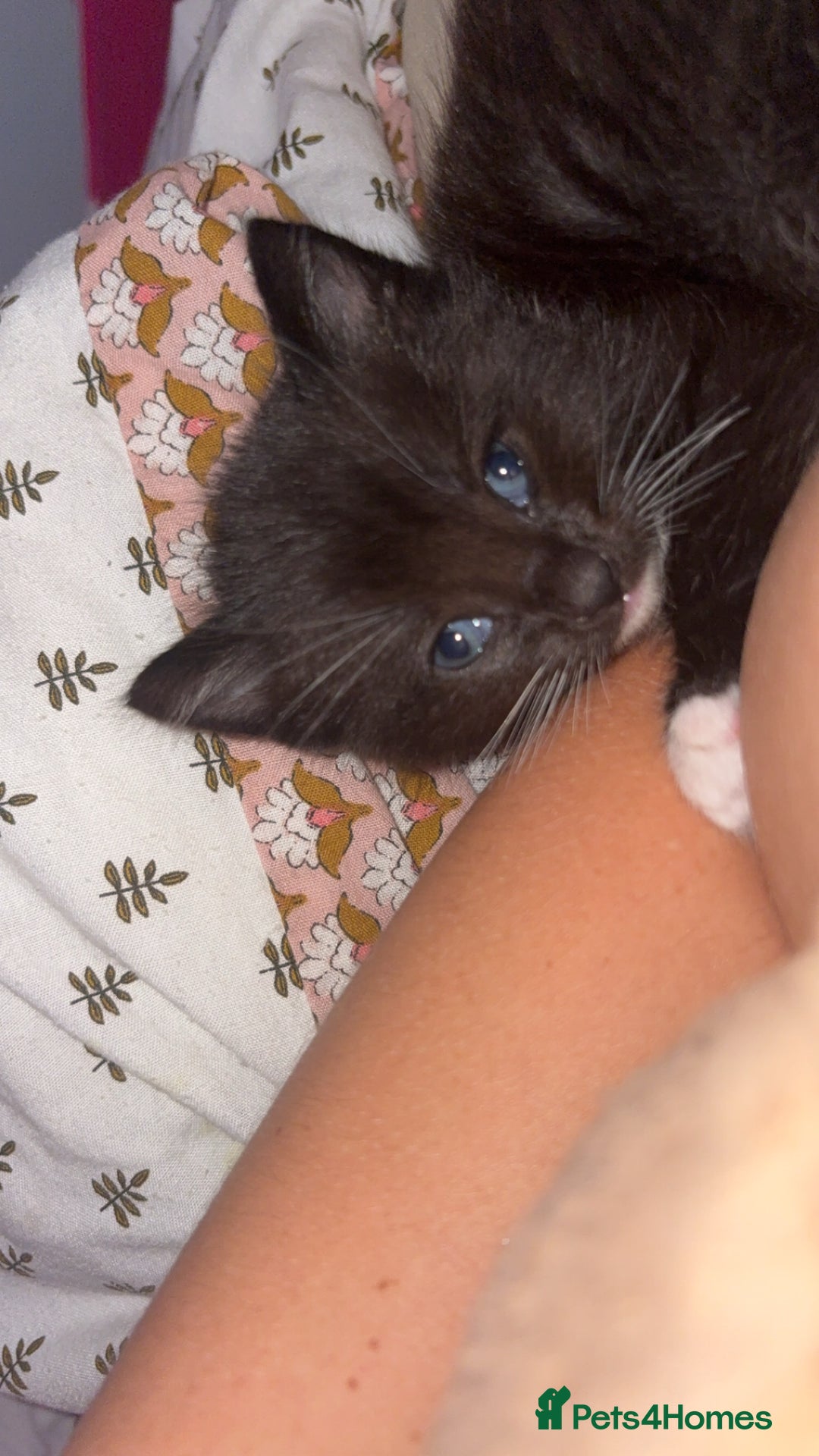 British Shorthair cats for sale: 6 beautiful black and white kittens - Image 8