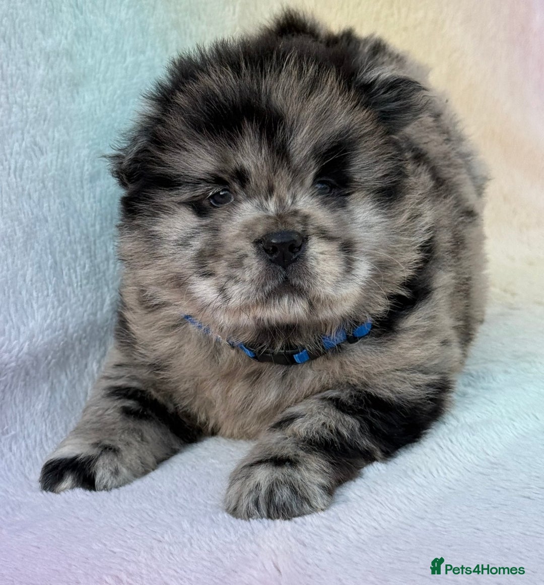 Chow Chow dogs for sale: American Blood Line Chow Chow Puppies  - Advert 27