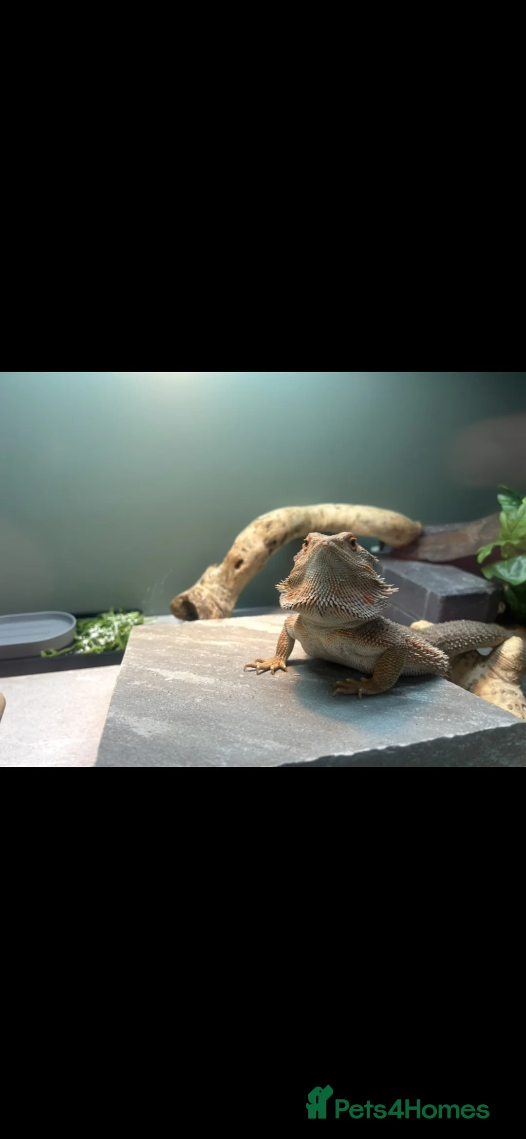 Bearded Dragon reptiles for sale: 2.5 Year Old Male Hypo Het Witblits Bearded Dragon - Advert 2