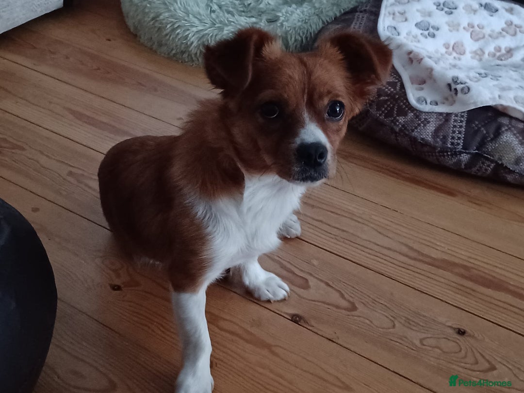Mixed Breed dogs for adoption: Rielle - Image 2