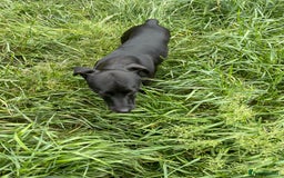 Patterdale Terrier dogs for sale: Patterdale puppies - Image 3