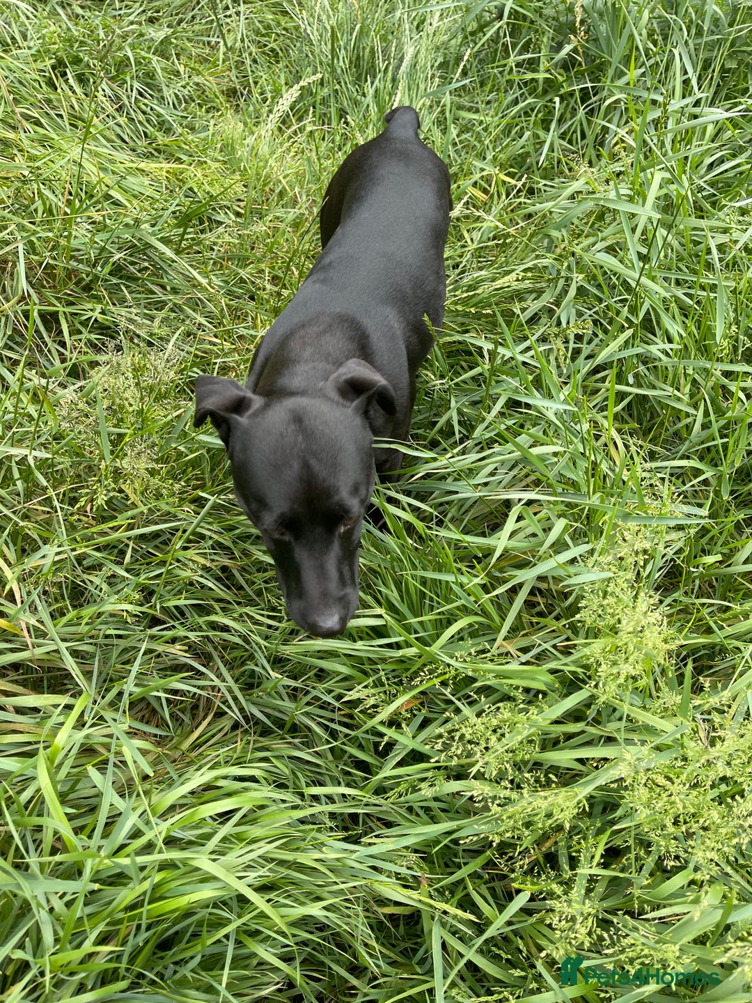 Patterdale Terrier dogs for sale: Patterdale puppies - Image 3