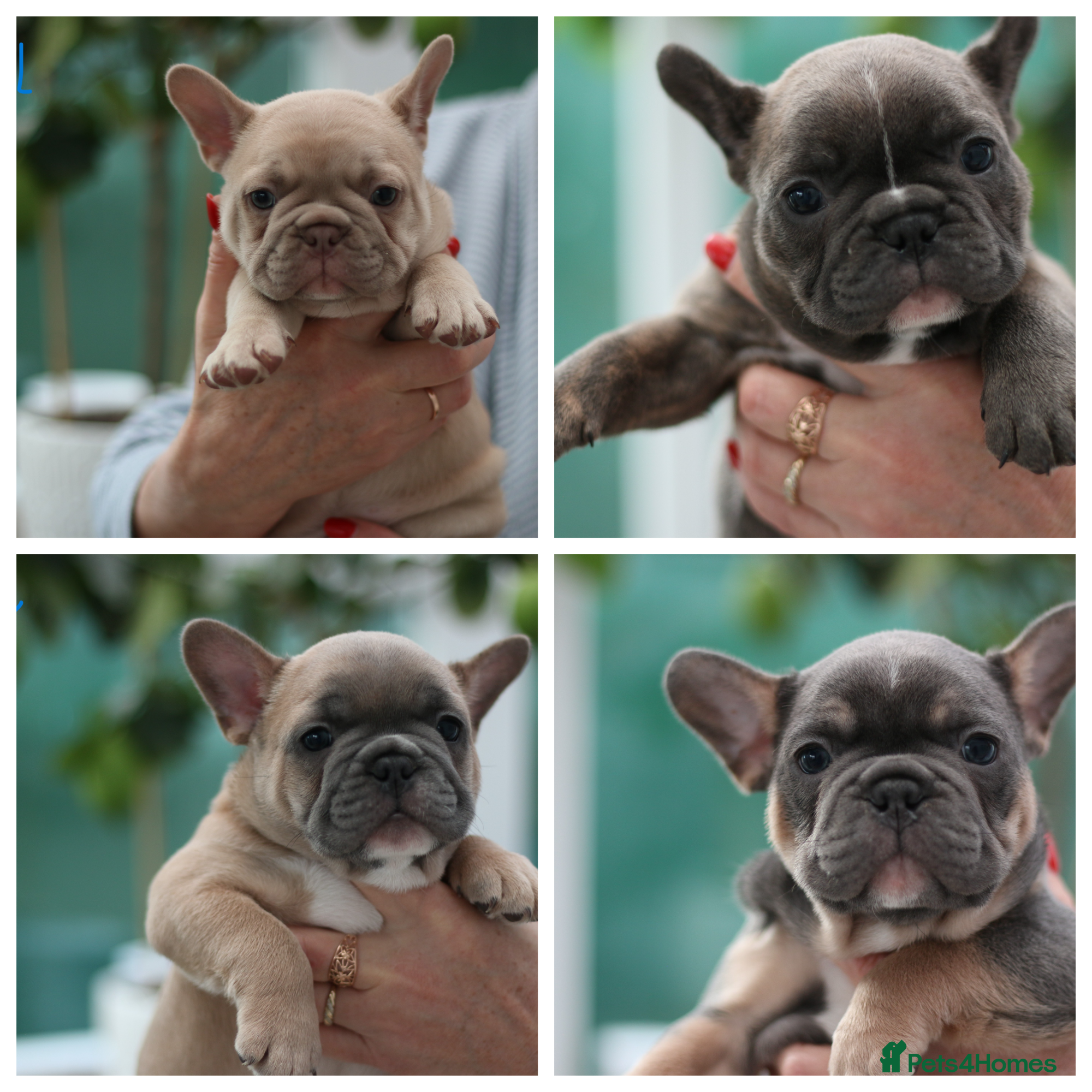 French Bulldog dogs Cute French Bulldog Puppies Available Soon - Advert 8