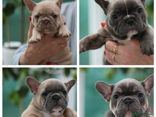 French Bulldog dogs Cute French Bulldog Puppies Available Soon - Advert 17