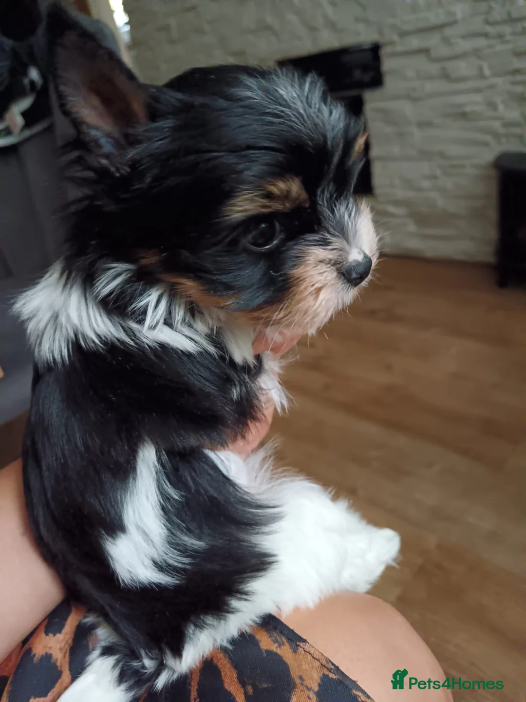 Biewer Terrier dogs for sale: Tiny Yorkshire terrier biewer girl - Advert 2