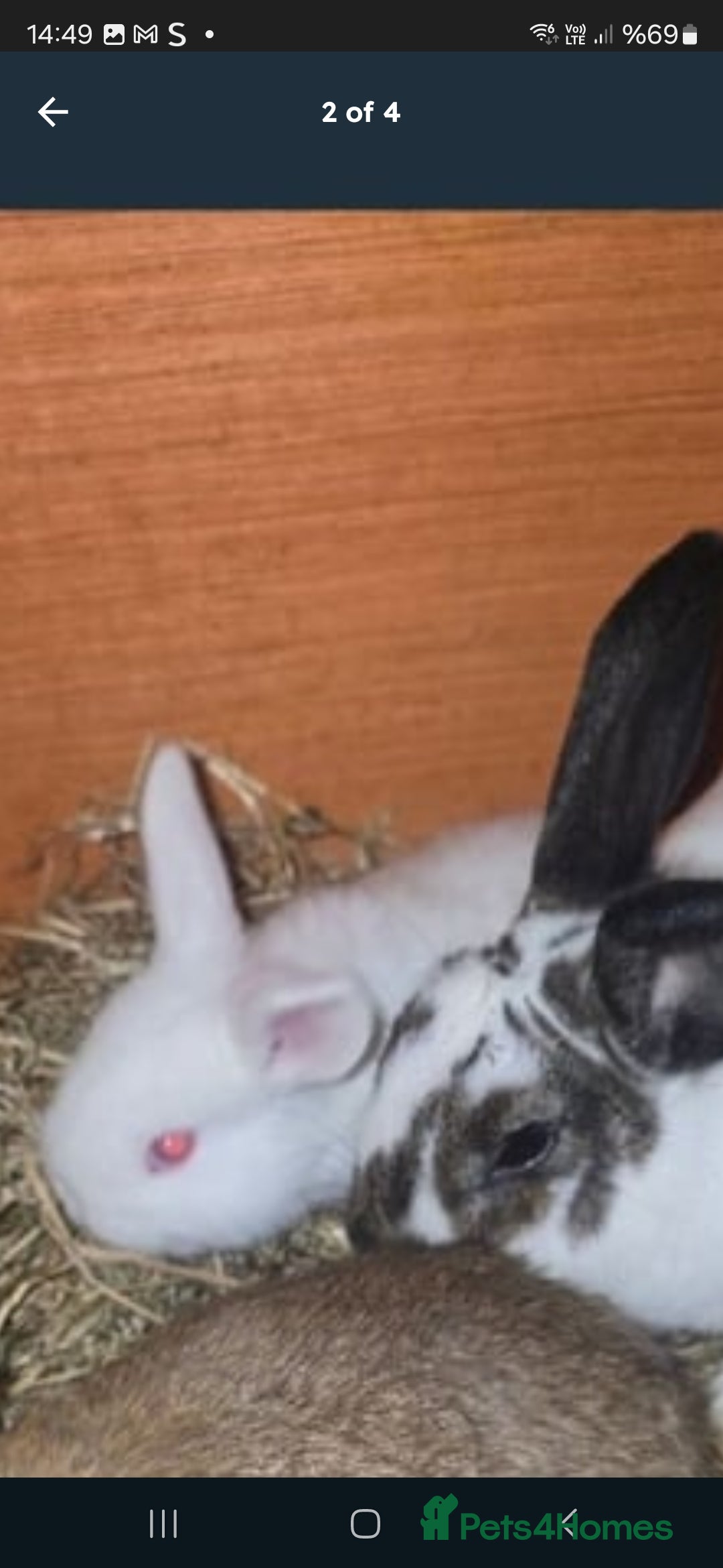 Rex rabbits for sale: Adult rabbits 20£ - Image 2