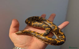 Snake reptiles for sale: Multiple snakes for sale corns and sand boas  - Image 6