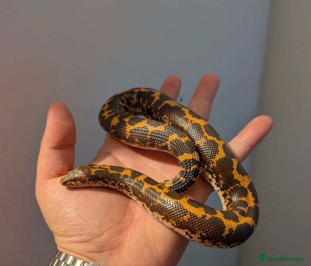 Snake reptiles for sale: Multiple snakes for sale corns and sand boas  - Image 6