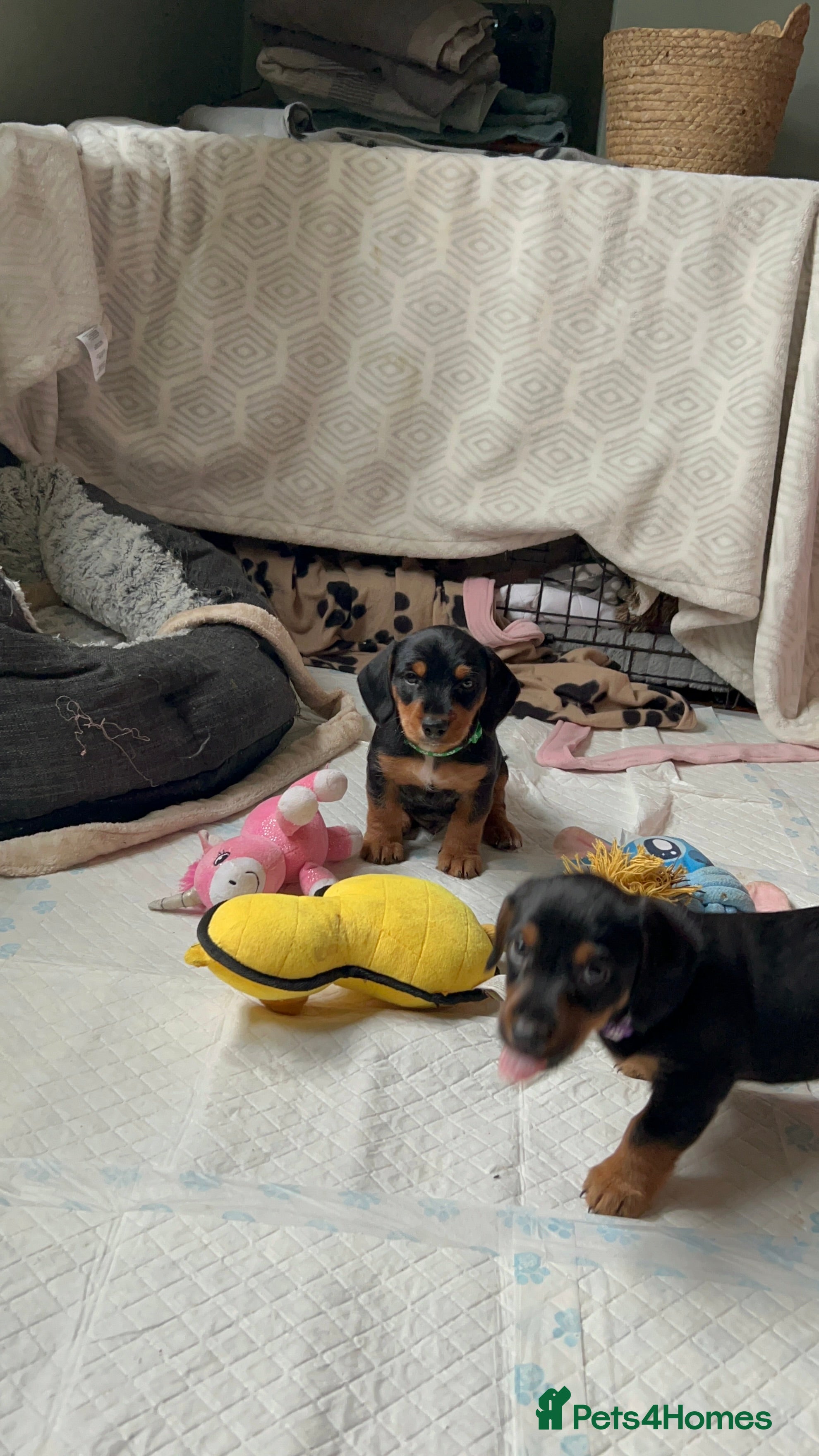 Mixed Breed dogs Jack weenier’s puppies  - Advert 9