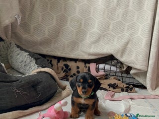 Mixed Breed dogs Jack weenier’s puppies - Advert 6