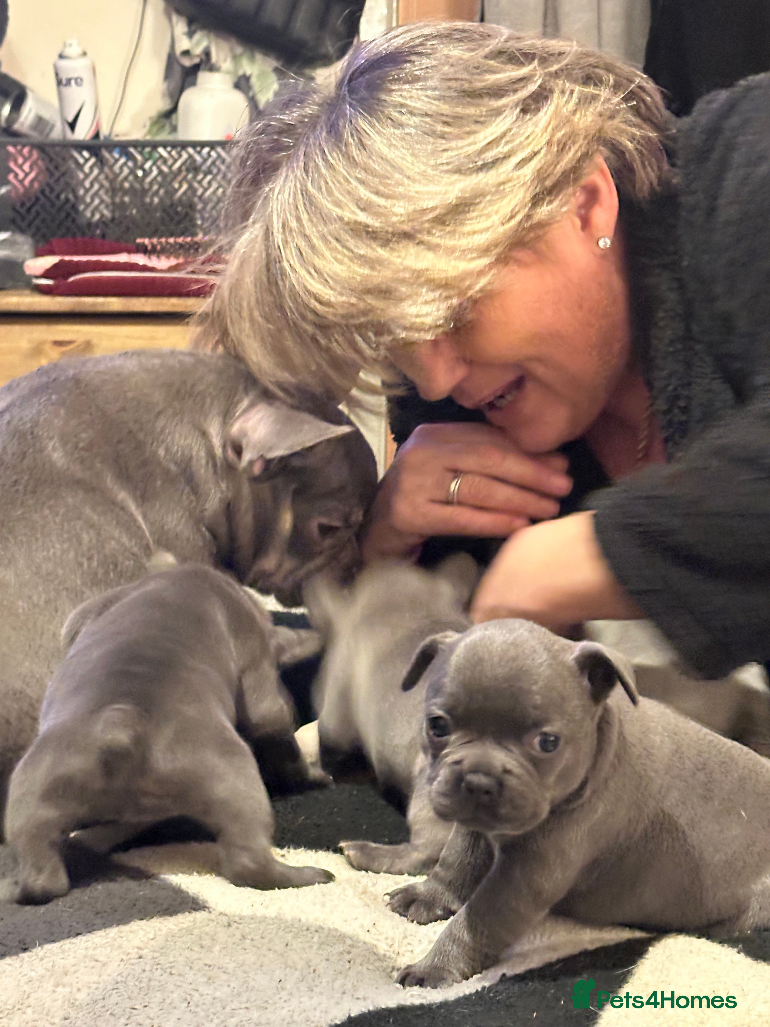 French Bulldog dogs French bulldog puppies for sale in Salisbury - Advert 1