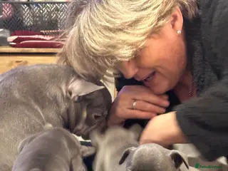 French Bulldog dogs French bulldog puppies for sale in Salisbury - Advert 1