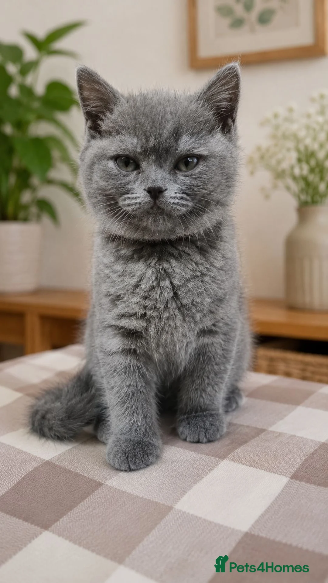 British Shorthair cats for sale: BeautifulBritish Shorthair Kittens in London - Advert 1