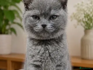 British Shorthair cats BeautifulBritish Shorthair Kittens - Advert 1