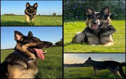 German Shepherd dogs for sale: Stunning German Shepard Litter Only 4 girls left - Image 6