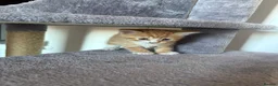 Mixed Breed cats for sale: Persian x Maincoon Kittens   in Bristol - Advert 9
