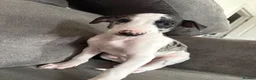 Mixed Breed dogs for sale: Collie whippet greyhound  - Advert 5