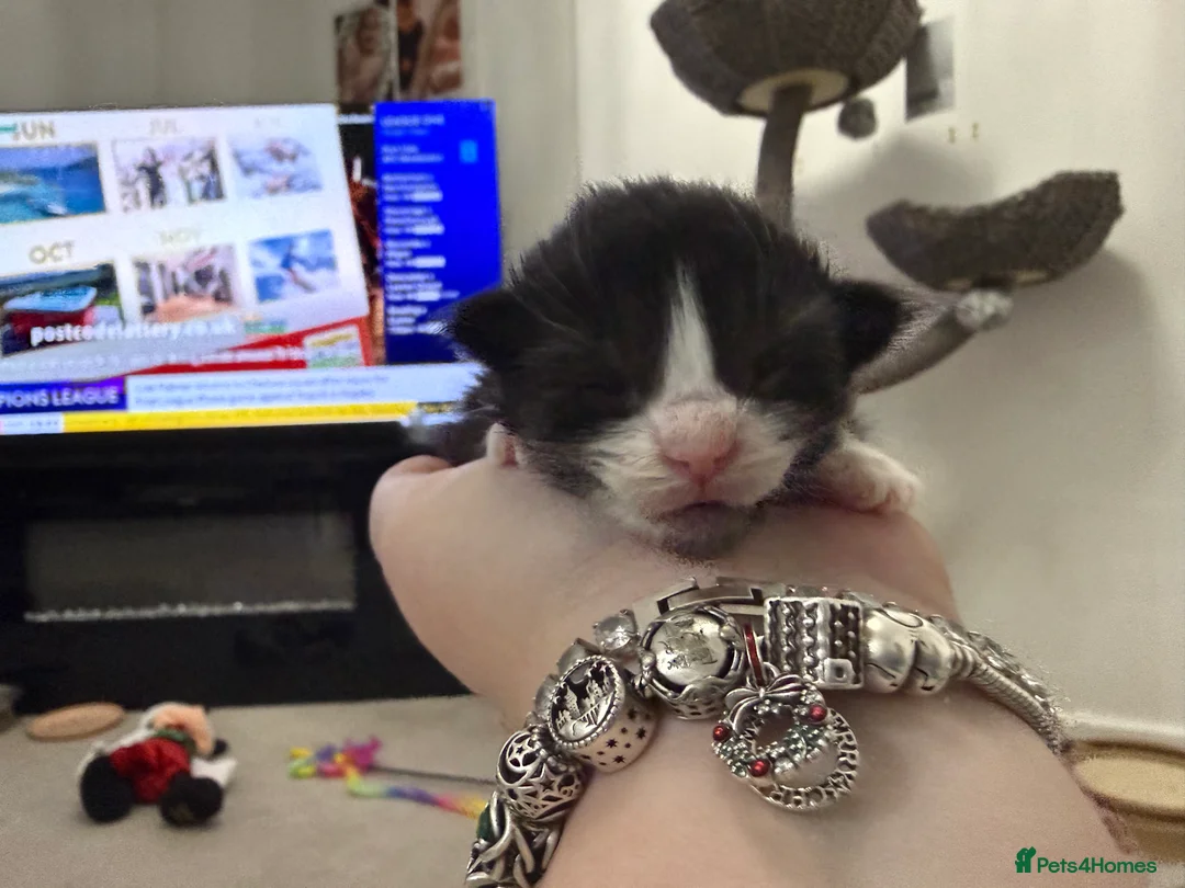 Maine Coon cats for sale: Polydactyl Maine Coon Kittens.  - Advert 5