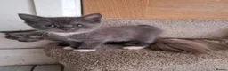 Mixed Breed cats for sale: Mainecoone X 3/4 ragdoll  - Advert 9