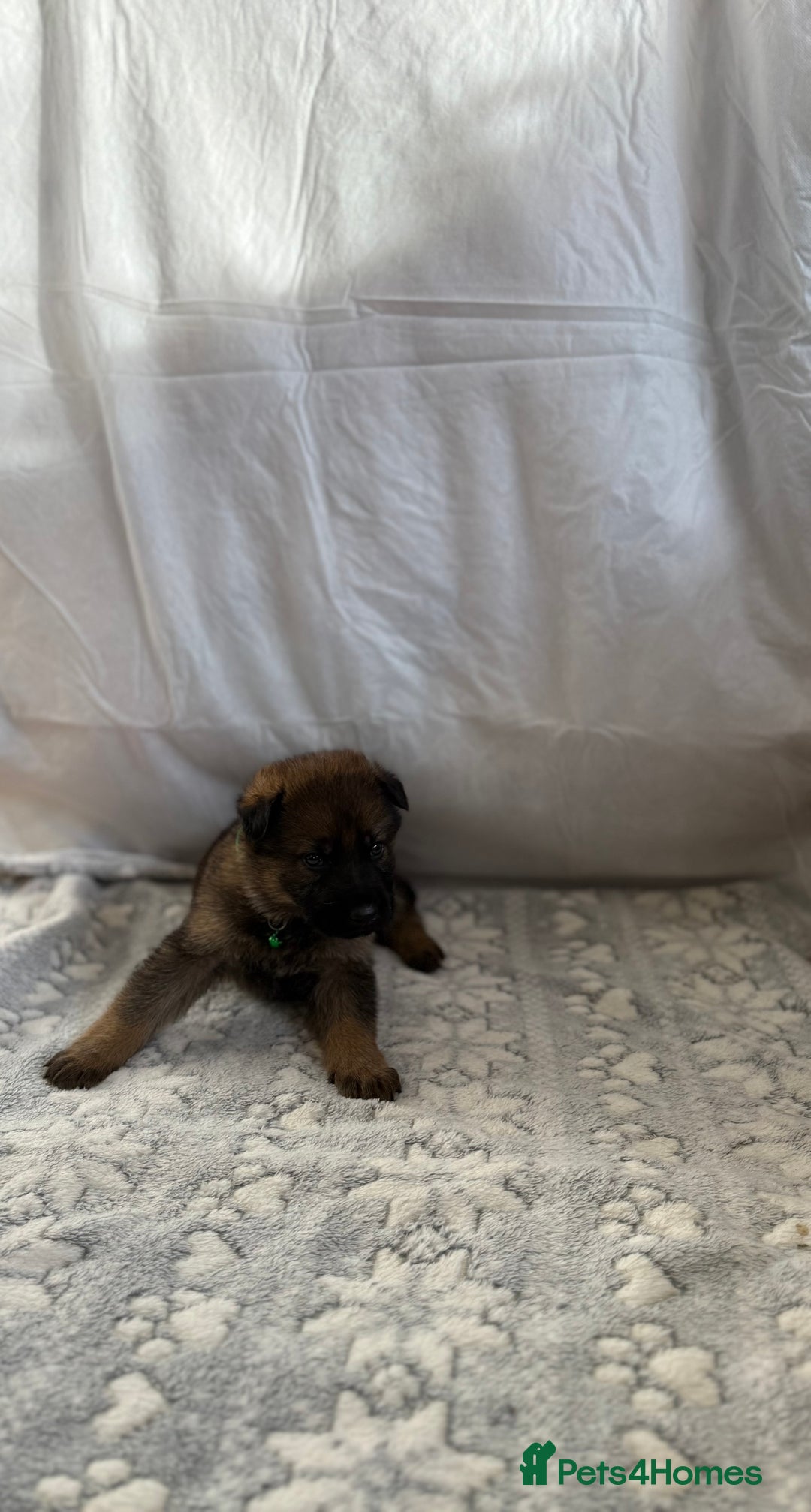 German Shepherd dogs for sale: KC Registered & Bred From Health Tested Parents  - Advert 35