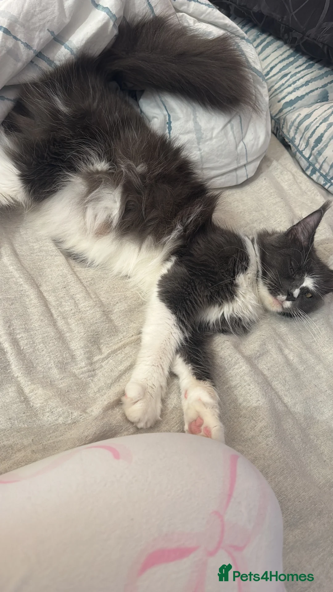 Maine Coon cats for sale: Full Maine Coon - Advert 12