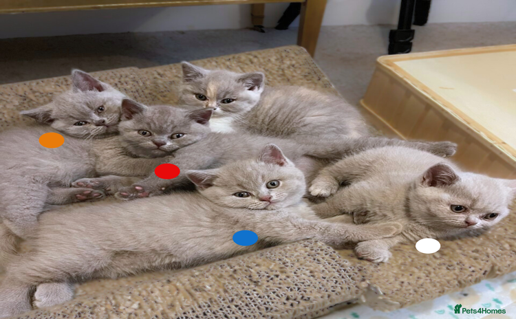 British Shorthair cats - Advert 3