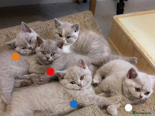 British Shorthair cats - Advert 4