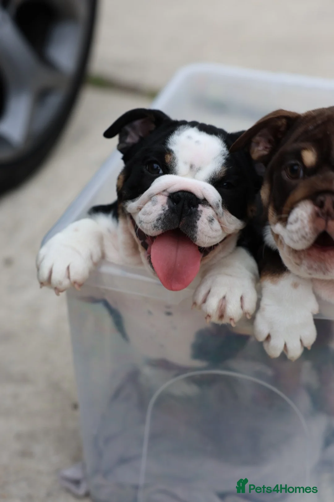 English Bulldog dogs for sale: 3 male English bulldog puppies  - Advert 2