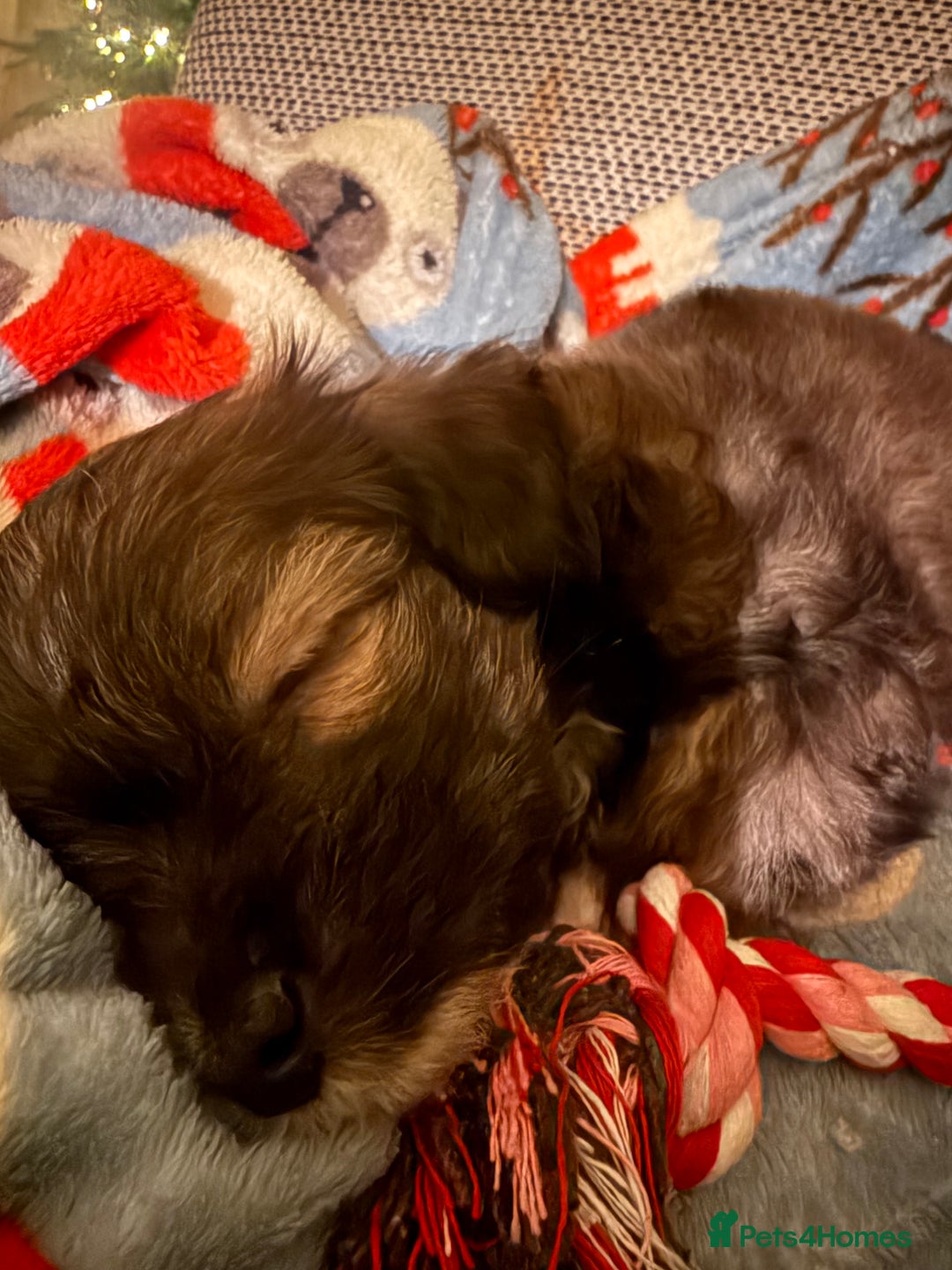 Mixed Breed dogs for sale: Female puppy for rehoming  - Advert 2