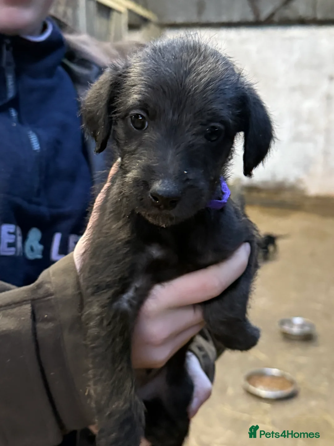Mixed Breed dogs for sale: First cross Bedlington Whippets  - Advert 5