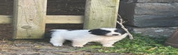 Border Collie dogs for sale: Very cute Border Collie Pups From Working Dogs - Advert 9