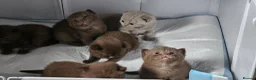British Shorthair cats for sale: ✨ Stunning British Shorthair Kittens Available ✨ - Advert 2